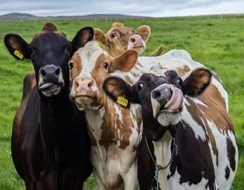 Livestock breeding farm