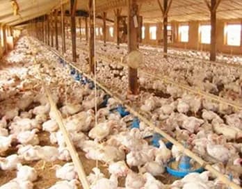 Poultry farm